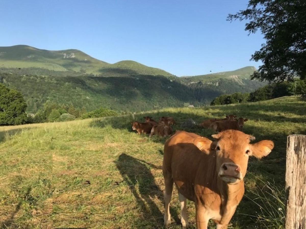Mont-Dore T3 Duplex Avec Wifi Et Animaux Admis - Fr-1-608-26 Kültér fotó